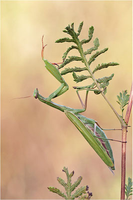 Europäische Gottesanbeterin (Mantis religiosa), Weibchen, Deutschland, Baden-Württemberg