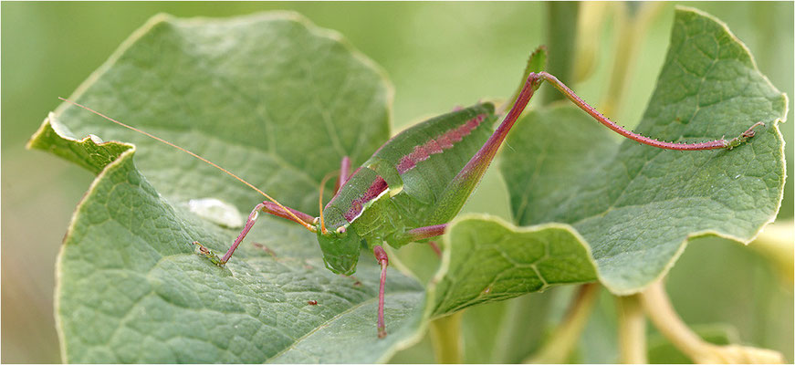 Südliche Säbelschrecke (? - Barbistes obtusus), Weibchen, Frankreich, Ardèche