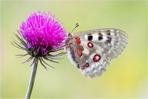 Roter Apollo (Parnassius apollo pyrenaicus), Frankreich, Dep. Hautes-Pyrénées
