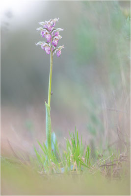 Milchweißes Knabenkraut (Neotinea lactea), Dep. Var, Frankreich