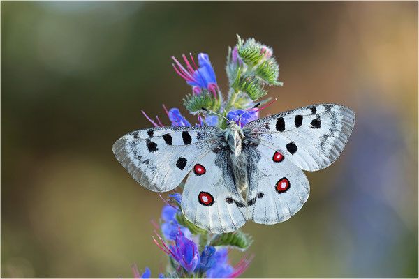 Roter Apollo (Parnassius apollo linnei), Schweden, Gotland