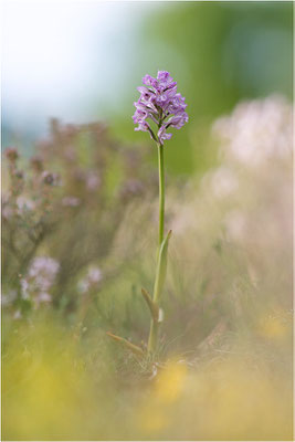 Dreizähniges Knabenkraut (Neotinea tridentata), Dep. Drôme, Frankreich