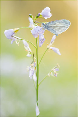 Tintenfleck-Weißling (Leptidea sinapis bzw. juvernica), Deutschland, Baden-Württemberg