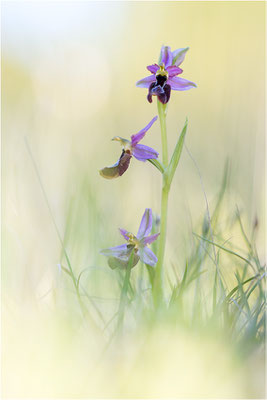 Drôme-Ragwurz (Ophrys drumana), Frankreich, Dep. Drôme