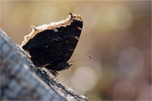 Trauermantel (Nymphalis antiopa), Schweden, Dalsland