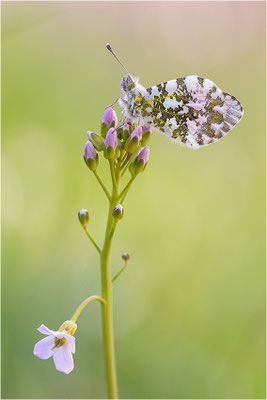 Aurorafalter (Anthocharis cardamines), Männchen, Deutschland, Baden-Württemberg