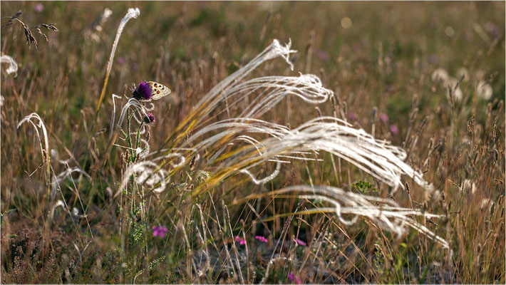Roter Apollo (Parnassius apollo lozerae), Frankreich, Dep. Lozere