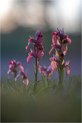 Verkannter Zungenstendel (Serapias neglecta), Frankreich, Var