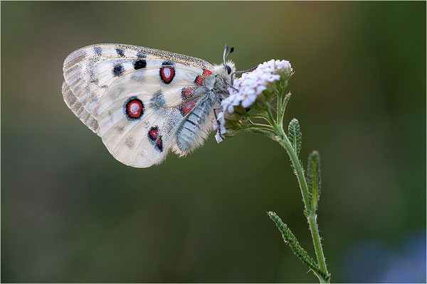 Roter Apollo (Parnassius apollo melliculus), Deutschland, Franken