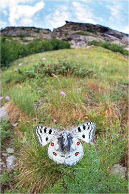 Roter Apollo (Parnassius apollo pedemontanus), Italien, Region Aostatal, 2.100m