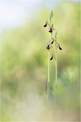 Ophrys x royanensis (=drumana x insectifera), Frankreich, Dep. Isere