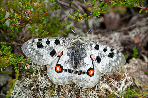 Roter Apollo (Parnassius apollo apollo f. cardinalis), Schweden, Småland