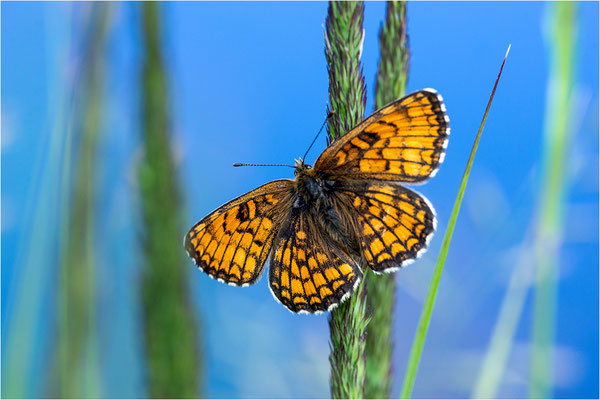 Wachtelweizen-Scheckenfalter (Melitaea athalia), Finnland, Etelä-Pohjanmaa
