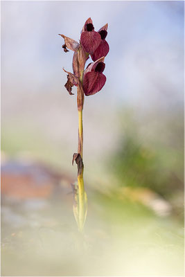 Herzförmiger Zungenstendel (Serapias cordigera), Korsika