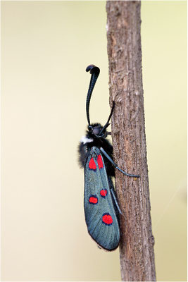 Lavendel-Widderchen (Zygaena lavandulae), Frankreich, Ardèche