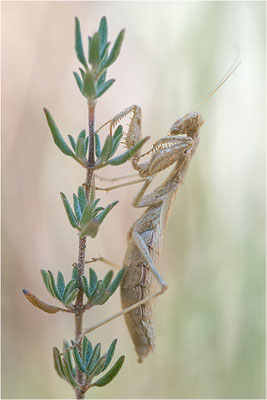 Graue Fangschrecke (Ameles decolor), Weibchen, Frankreich, Drôme