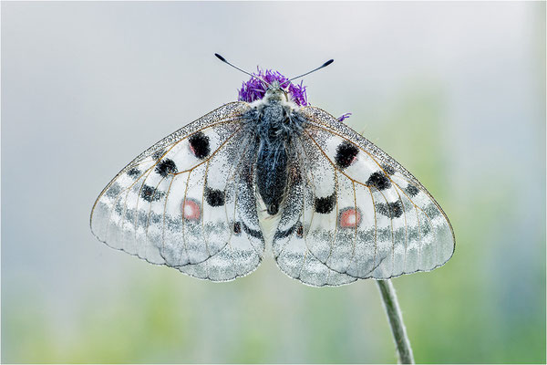 Roter Apollo (Parnassius apollo antijesuitus), Spanien, Provinz Lleida