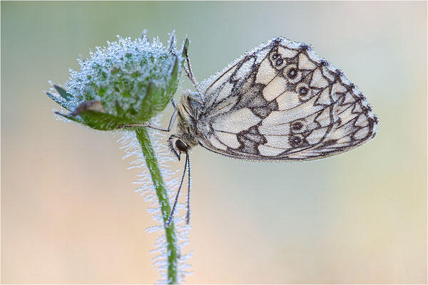 Schachbrettfalter (Melanargia galathea), Männchen, Deutschland, Baden-Württemberg