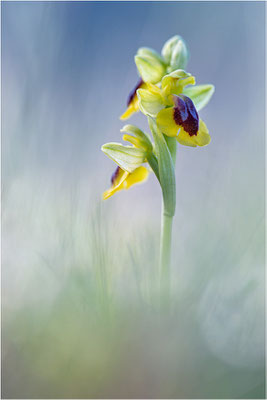 Ophrys lutea
