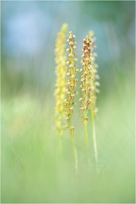 Ohnsporn (Orchis anthropophora), Frankreich, Aveyron
