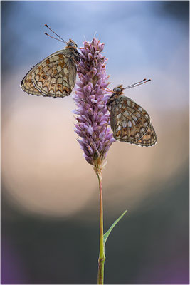Stiefmütterchen-Perlmutterfalter (Argynnis niobe), Italien, Region Aostatal, 2000m