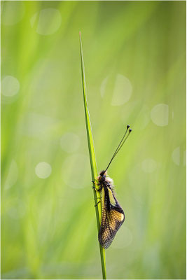 Libellen-Schmetterlingshaft (Libelloides coccajus), Schweiz, Wallis