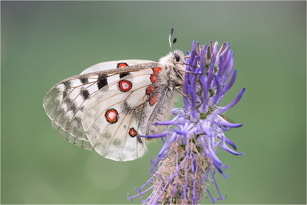 Roter Apollo (Parnassius apollo substitutus), Frankreich, Savoyen