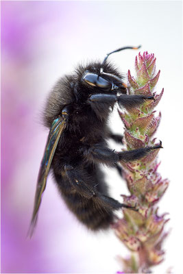 Violette Holzbiene (Xylocopa violacea), Männchen, Frankreich, Drôme