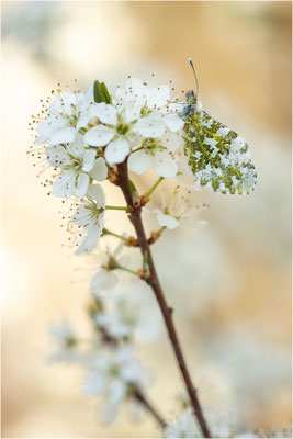 Aurorafalter (Anthocharis cardamines), Weibchen, Deutschland, Baden-Württemberg