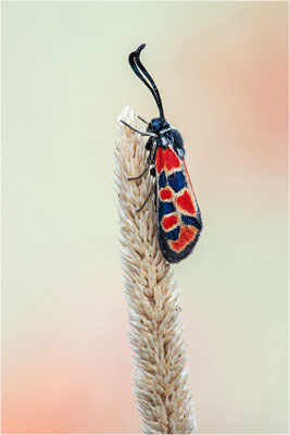 Bergkronwicken-Widderchen (Zygaena fausta), Spanien, Lleida