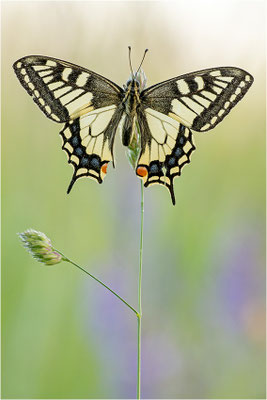 Schwalbenschwanz (Papilio machaon), Deutschland, Baden-Württemberg