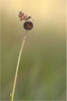 Roter Würfel-Dickkopffalter (Spialia sertorius), Frankreich, Ardèche