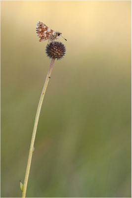 Roter Würfel-Dickkopffalter (Spialia sertorius), Frankreich, Ardèche