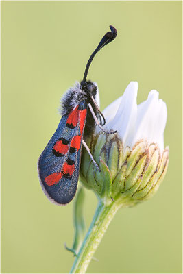 Zygaena rhadamanthus, Frankreich, Ardèche