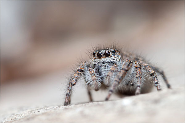 Goldaugen-Springspinne (Philaeus chrysops), Weibchen, Frankreich, Ardèche