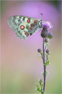 Roter Apollo (Parnassius apollo pedemontanus), Italien, Region Aostatal, 2.100m