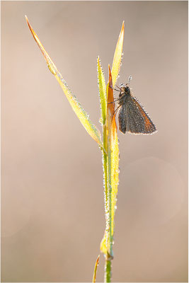 Schwarzkolbiger Braun-Dickkopffalter (Thymelicus lineola), Schweden, Värmland