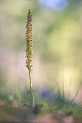 Ohnsporn (Orchis anthropophora), Frankreich, Drôme