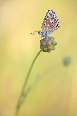 Himmelblauer Bläuling (Polyommatus bellargus), Weibchen, Frankreich, Ardèche