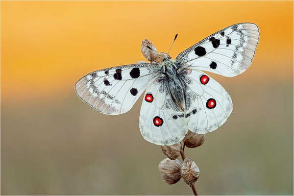 Roter Apollo (Parnassius apollo lozerae), Frankreich, Dep. Lozere