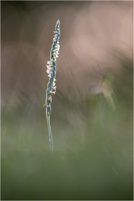 Herbst-Drehwurz (Spiranthes spiralis), Frankreich, Alsace
