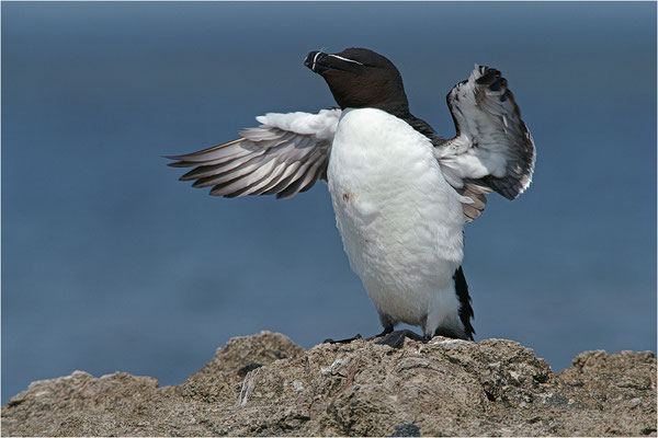 Tordalk (Alca torda torda), Gotland, Schweden