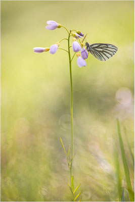 Grünader-Weißling (Pieris napi), Deutschland, Baden-Württemberg