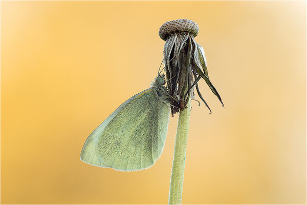 Kleiner Kohlweißling (Pieris rapae), Deutschland, Baden-Württemberg