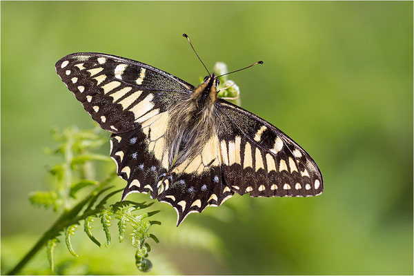 Korsischer Schwalbenschwanz (Papilio hospiton), Männchen, Frankreich, Zentralkorsika