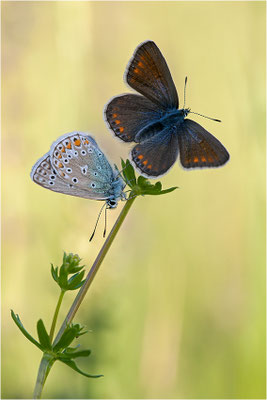 Gemeiner Bläuling (Polyommatus icarus), Pärchen, Deutschland, Baden-Württemberg