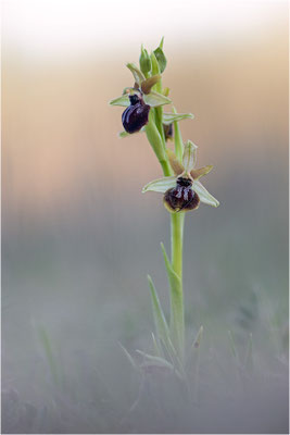 Ophrys passionis, Bouches-du-Rhône