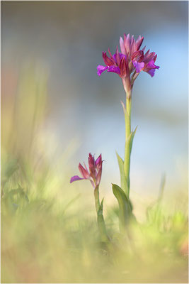 Schmetterlings-Hundswurz (Anacamptis papilionacea), Dep. Var, Frankreich