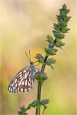 Westliches Schachbrett (Melanargia occitanica), Männchen, Frankreich, Ardèche