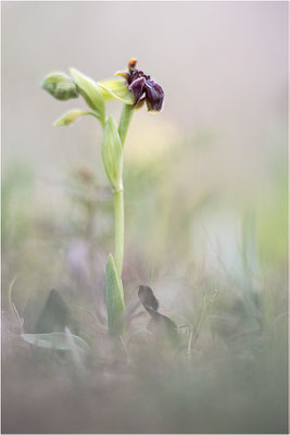 Ophrys bombyliflora